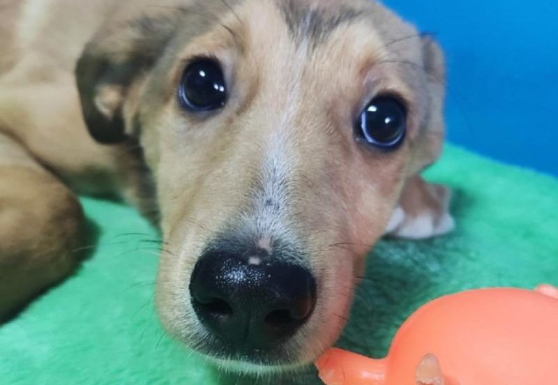 Щенок из приюта ищет хозяина