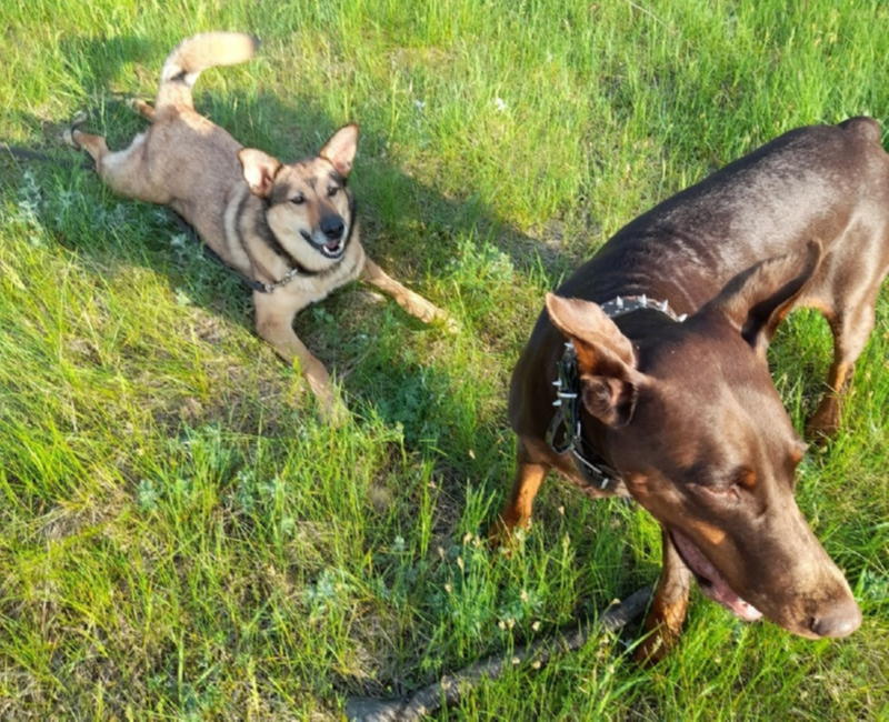 Лана дружна с собаками 