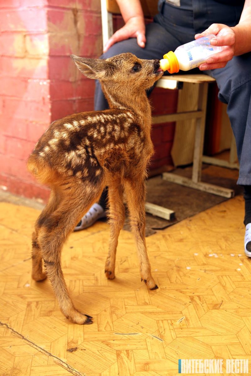 косуля в витебске