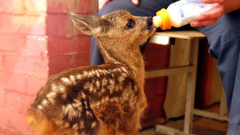 косуля в витебске
