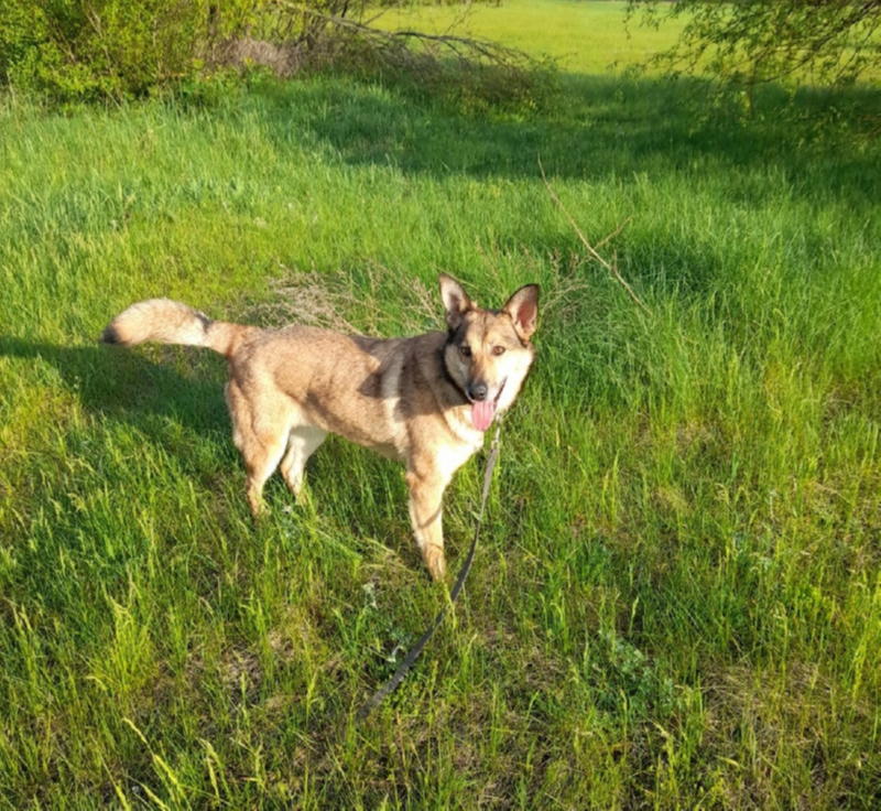 Собака на прогулке 