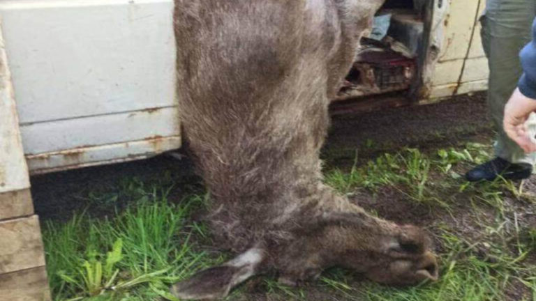 убитый лось