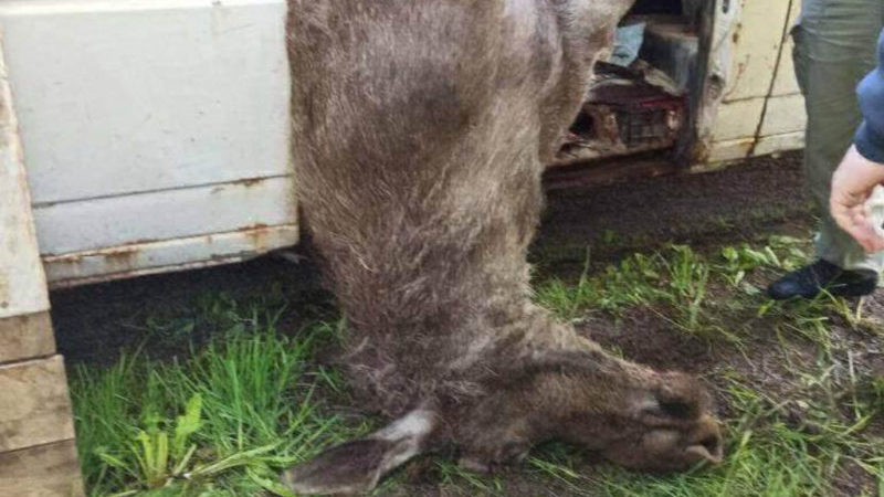 убитый лось