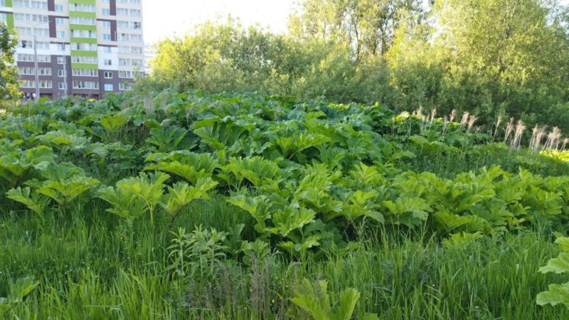 Заросли борщевика в Билево