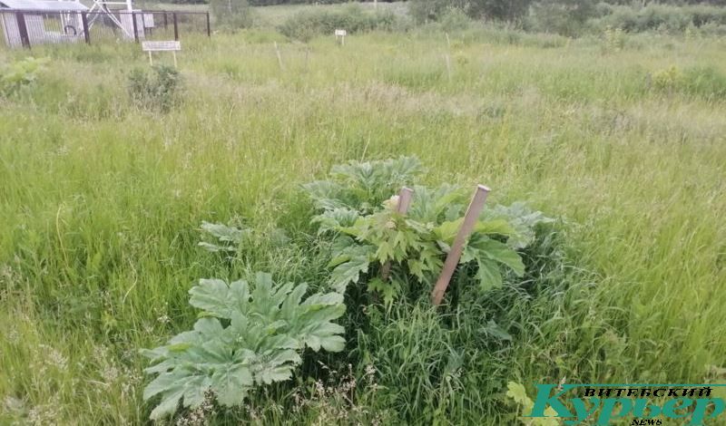 Борщевик душит молодые растения. Улица 33-й Армии