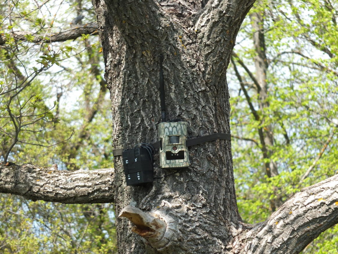 фотоловушка