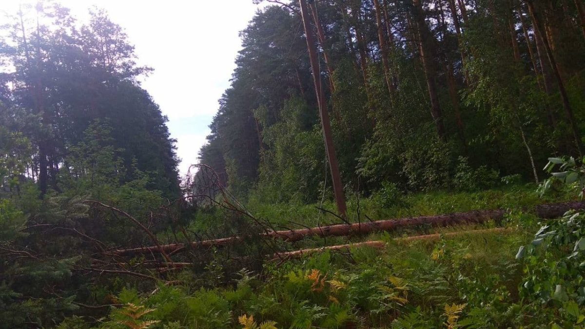 лес белэнерго