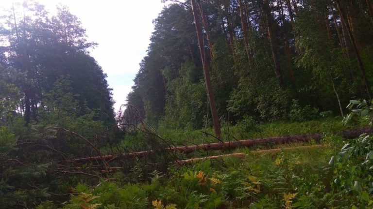 лес белэнерго