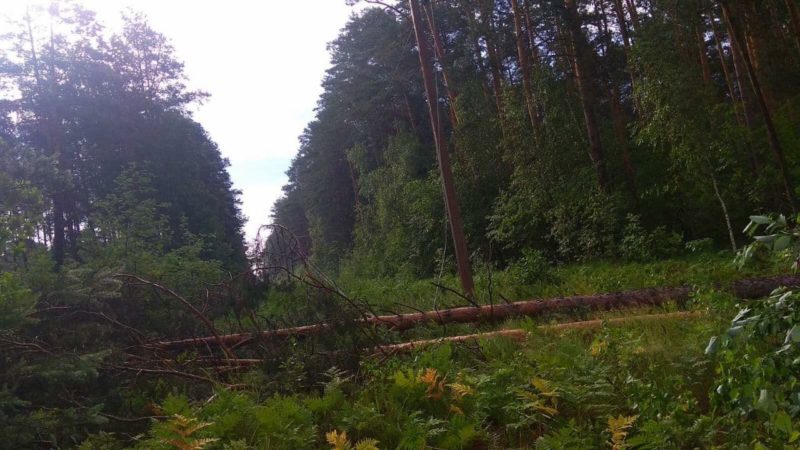 лес белэнерго