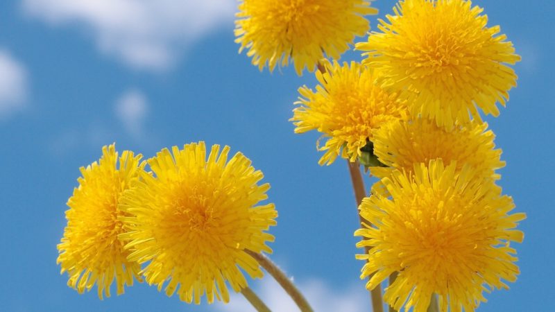 одуванчики