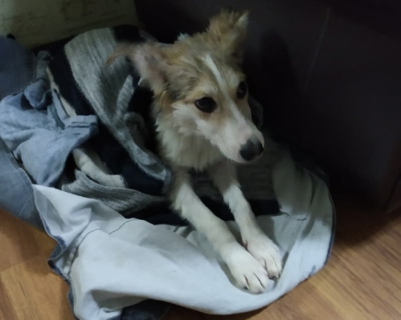 Щенок из приюта
