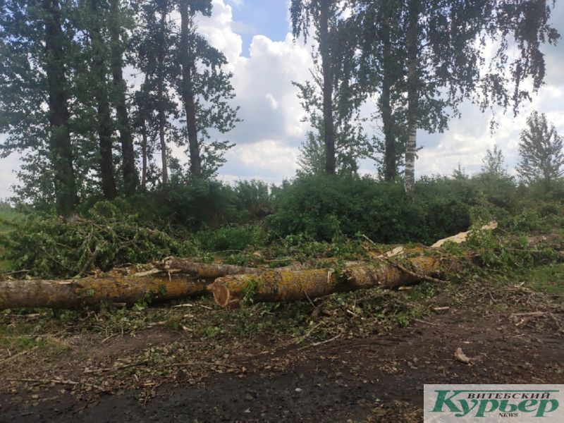 Поваленные деревья в Витебском районе