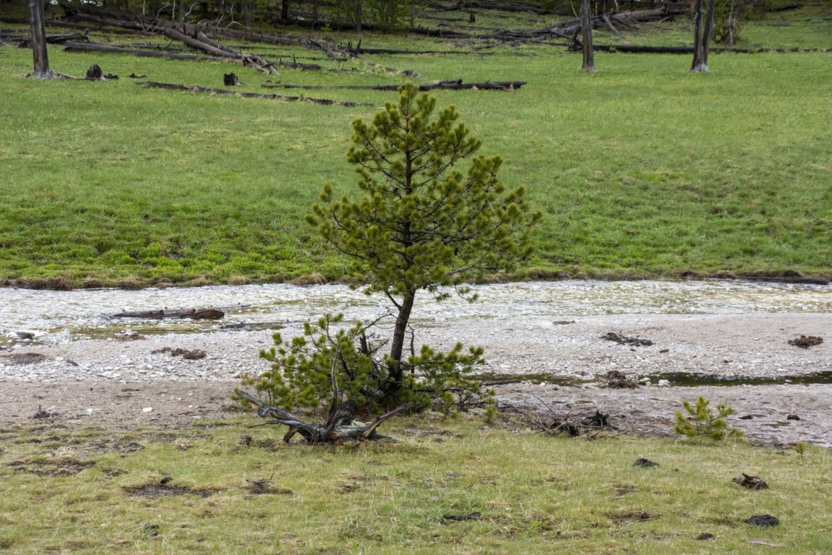 дерево саженец