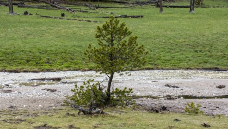 дерево саженец