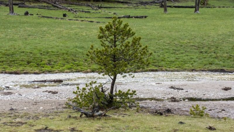 дерево саженец