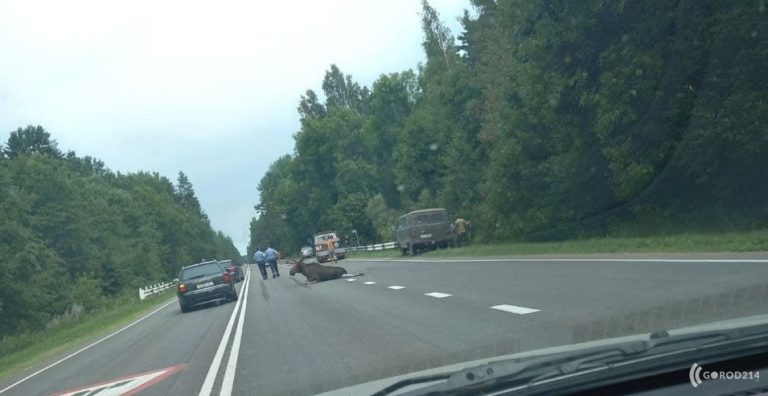 ДТП с лосем под Полоцком