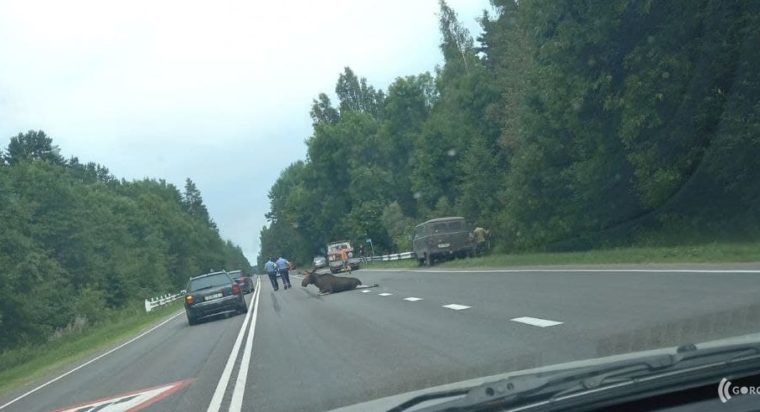 ДТП с лосем под Полоцком