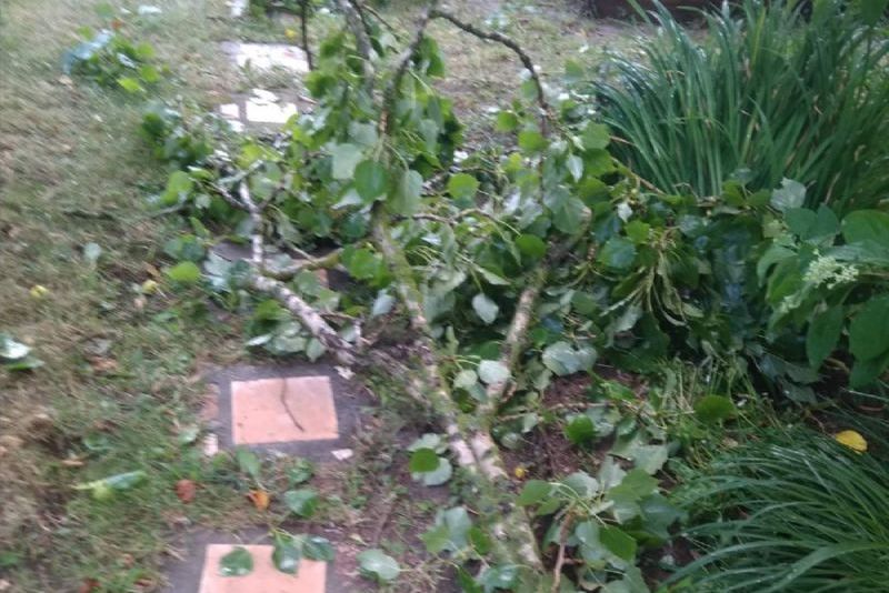 Ветка, упавшая на крышу дома