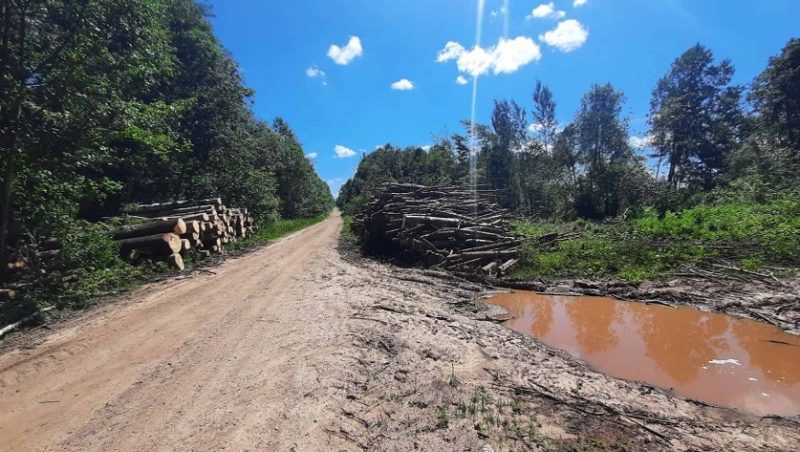 Лес вырубка в Шумилинском районе 1