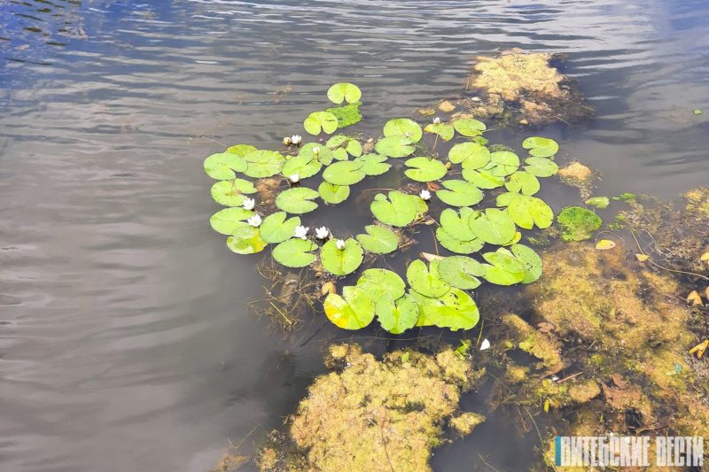 лилии на Витьбе