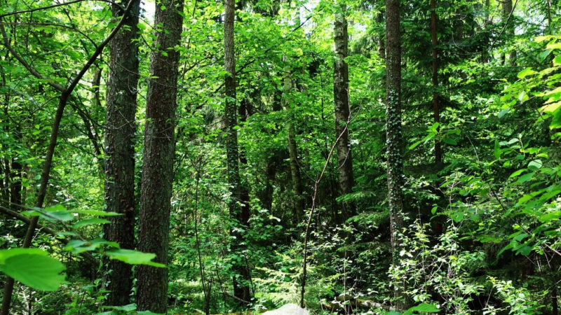 Плющ в Беловежской пуще 3