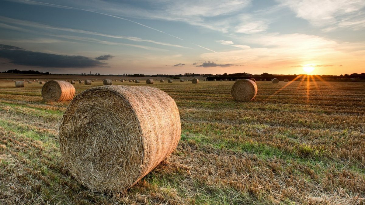 рулоны с сеном