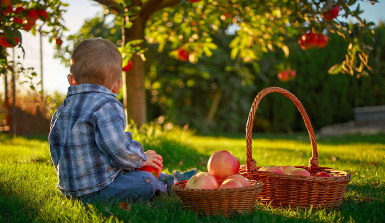 яблочный спас