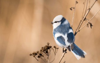 белая лазоревка