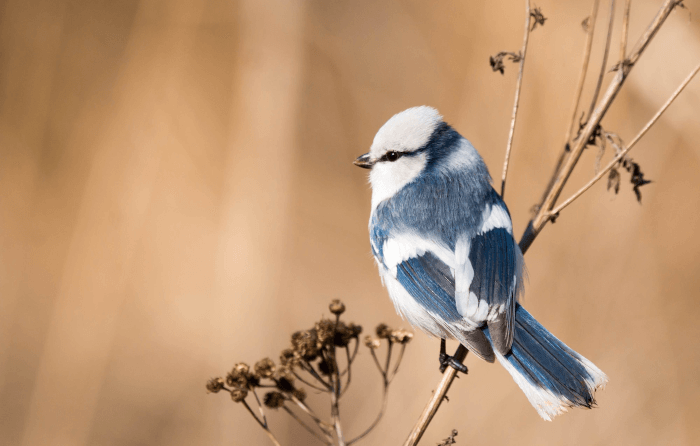 белая лазоревка