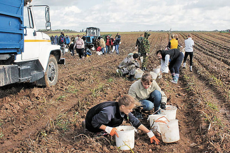 студенты в колхозе