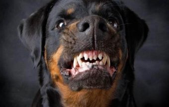 злая собака