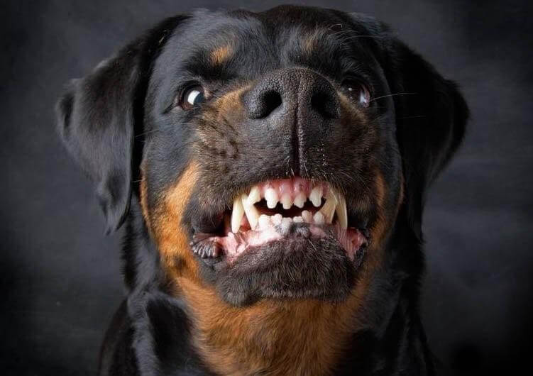 злая собака