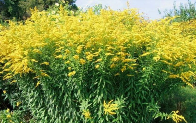 золотарник