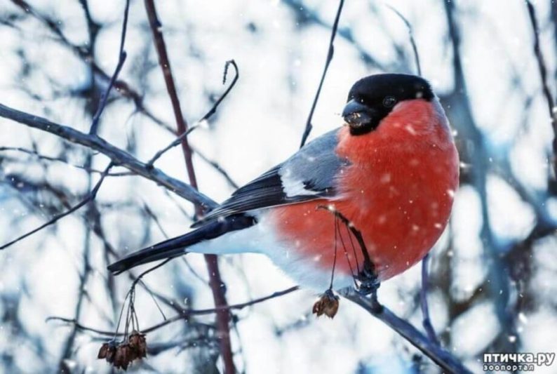 снегирь