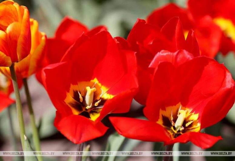 тюльпаны3