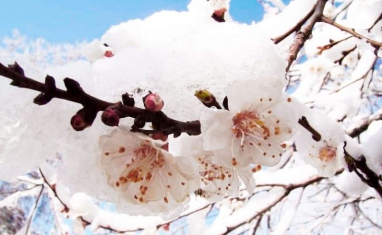 весенние заморозки