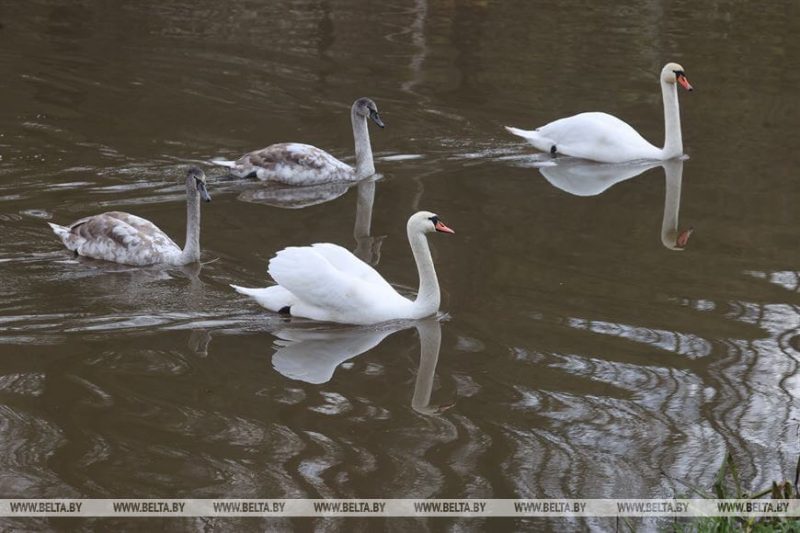 лебеди1