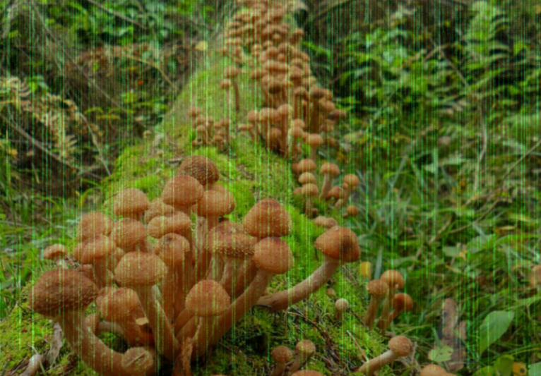 грибная матрица