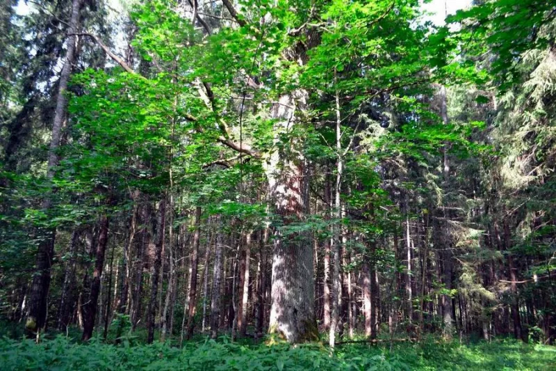 памятник природы